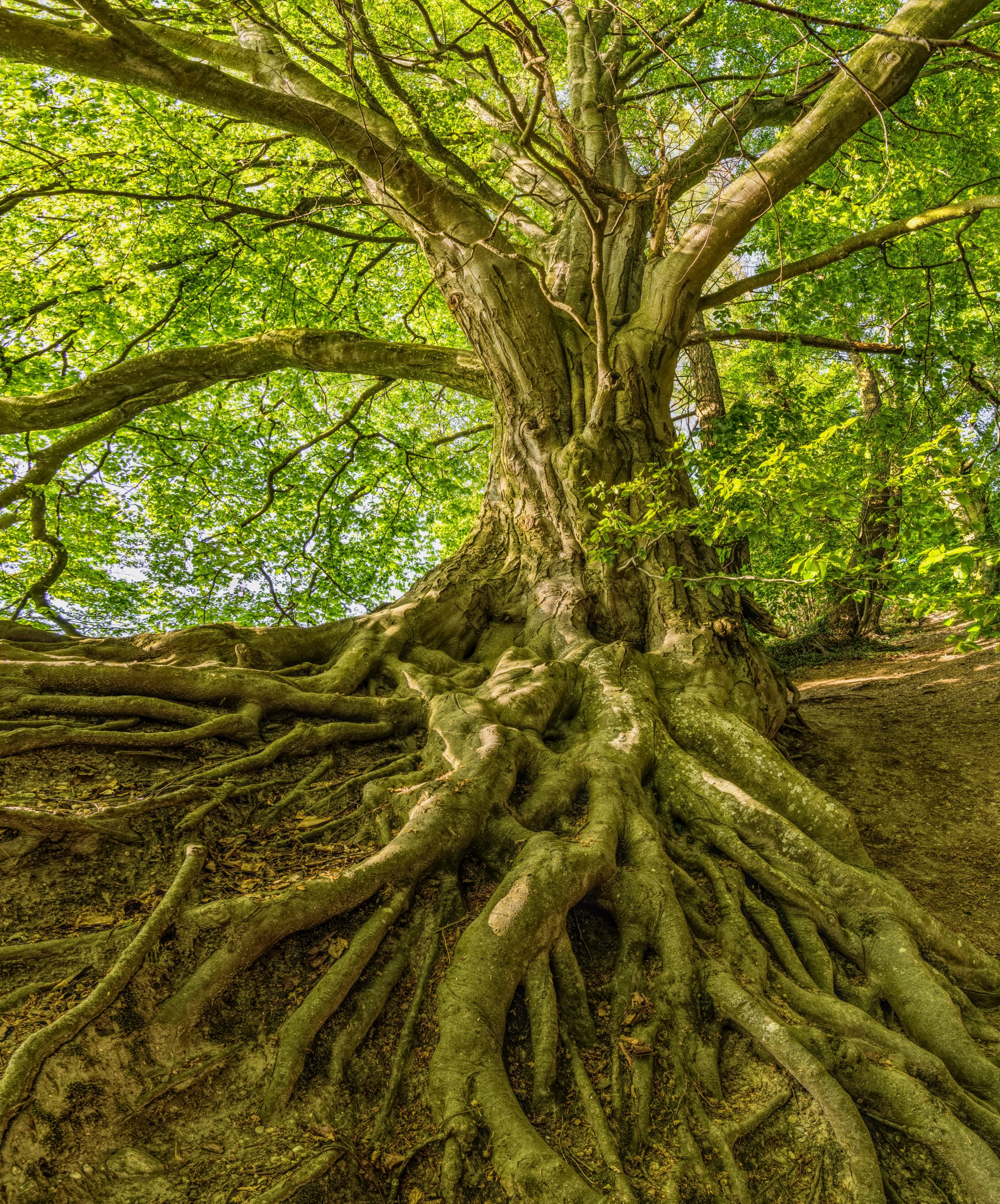 green-tree-photo-1080401-scaled